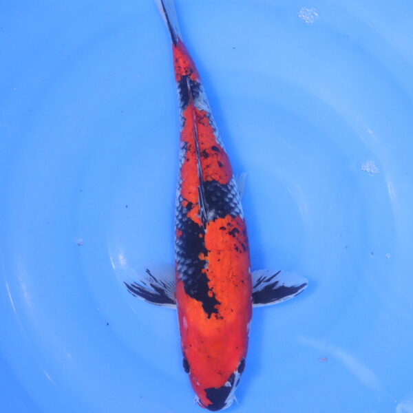 Carpe koi Goshiki – Goshiki 36cm (5128)