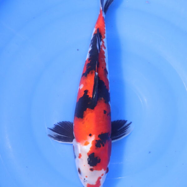 Carpe koi Showa – showa 36cm (5132)