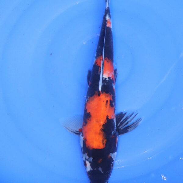 Carpe koi Showa – Showa 40cm (5135)