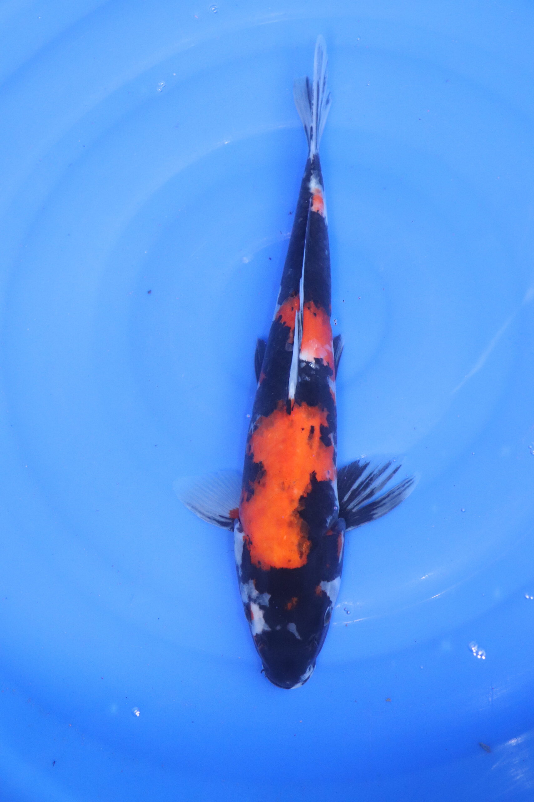 carpe koi japonaise showa 5135
