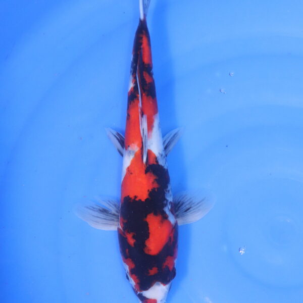 Carpe koi Showa – showa 36cm (5137)
