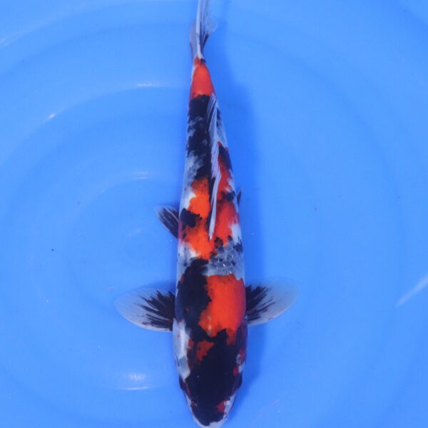 Carpe koi Showa – Showa Ginrin 35cm (5140)