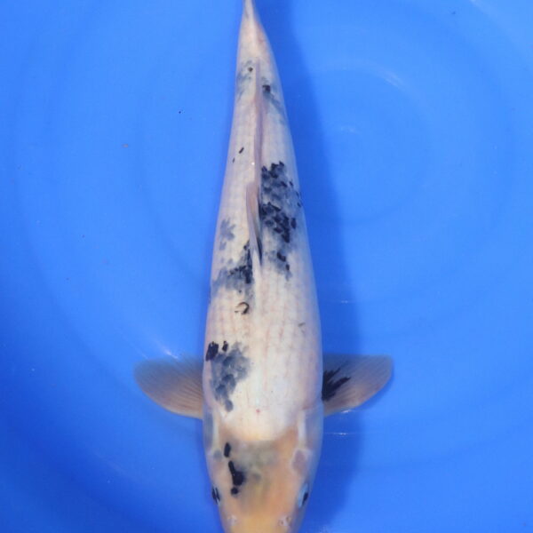 Carpe koi Shiro Utsuri – Shiro Utsuri 44cm (5142)