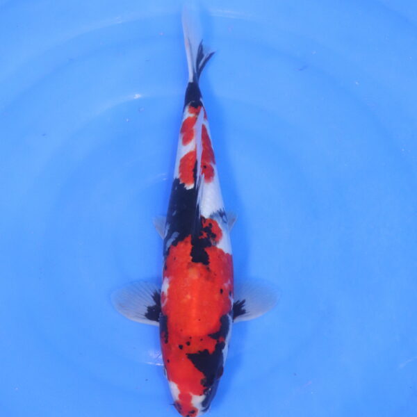 Carpe koi Showa – Showa 39cm (5143)