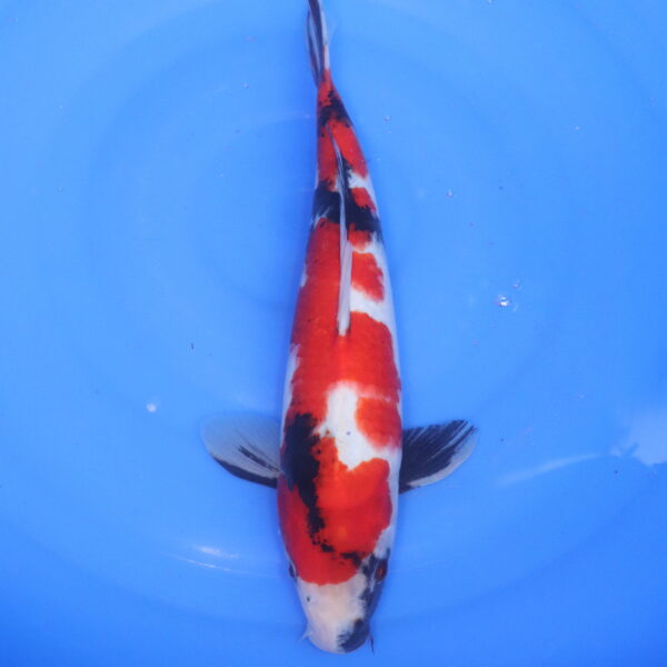 Carpe koi Showa – Showa 36cm (5146)