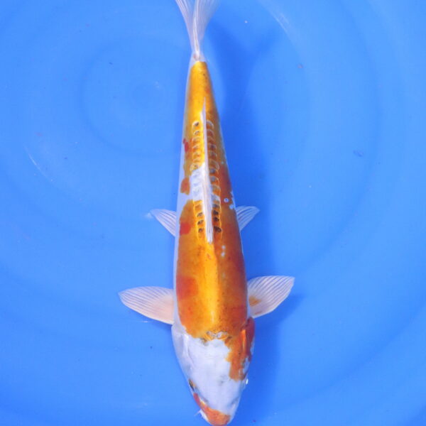 Carpe koi Hariwake – Orenji Harikawe Doitsu 36cm (5151)