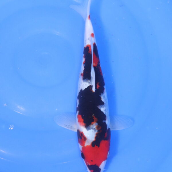 Carpe koi Showa – Showa 34cm (5152)