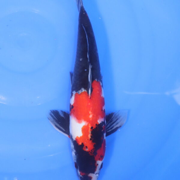 Carpe koi Showa – Showa 36cm (5157)