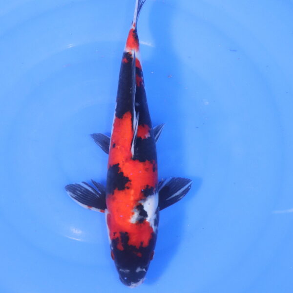 Carpe koi Showa – Showa 35cm (5161)