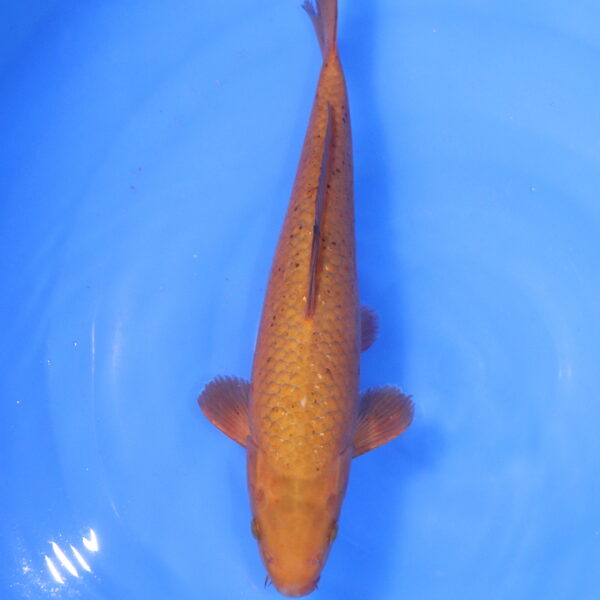 Carpe koi Chagoi – Chagoi 33cm (5164)