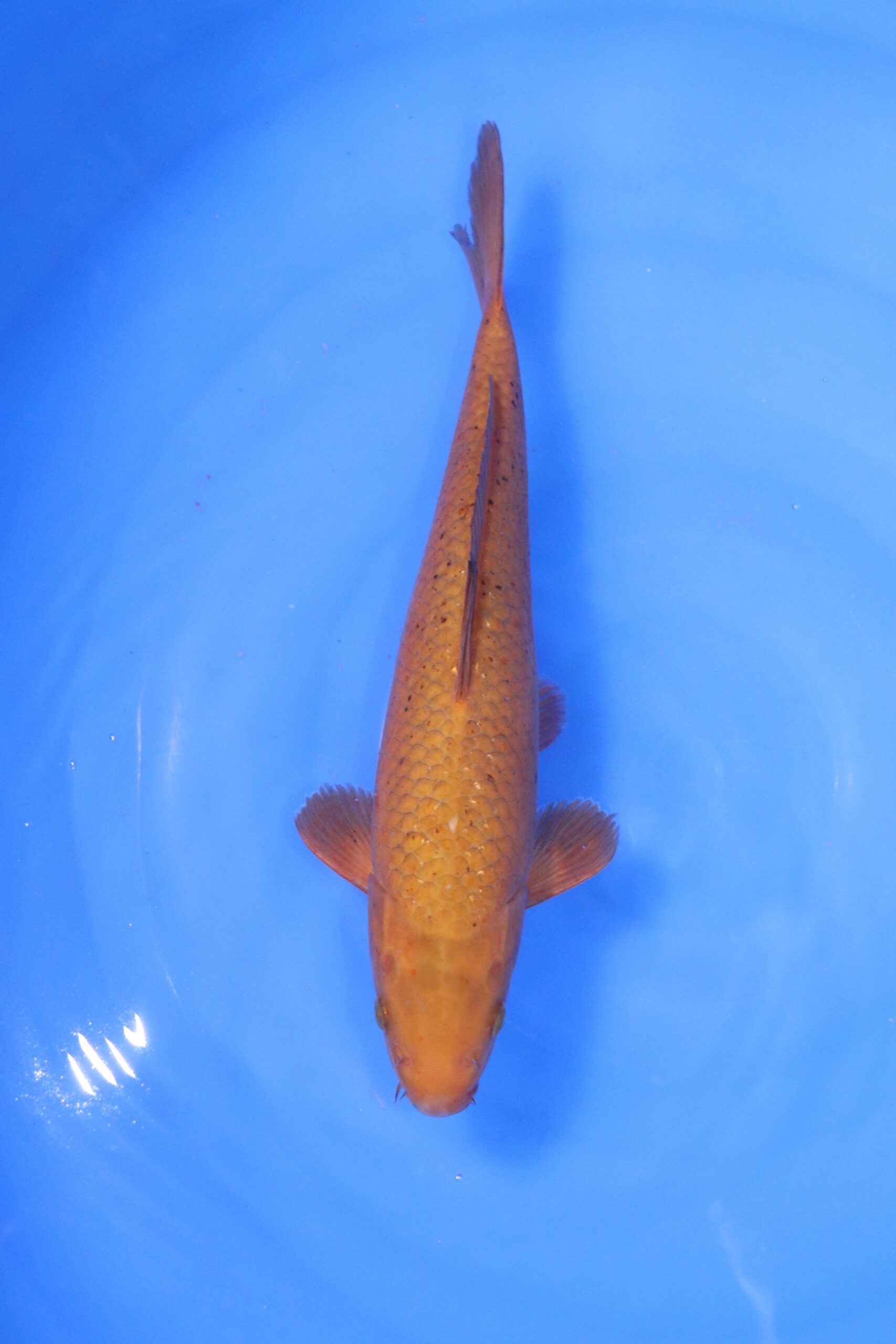 carpe koi japonaise chagoi