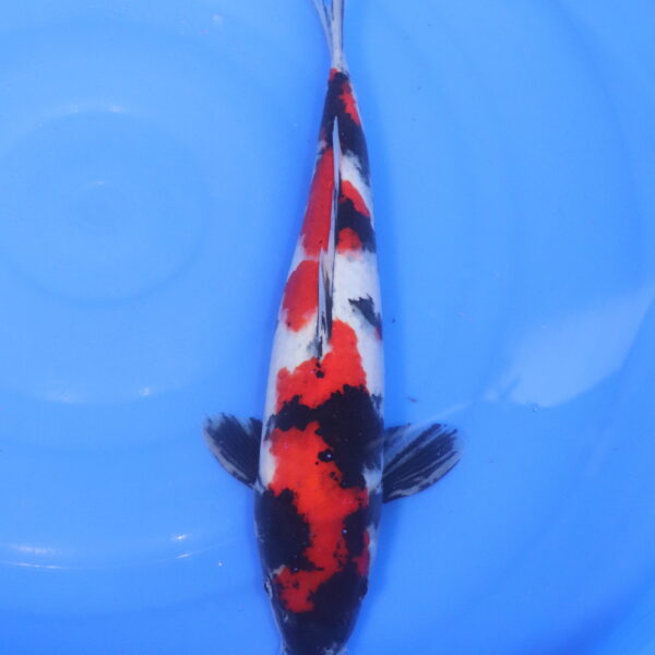 Carpe koi Showa – Showa 39cm (5169)
