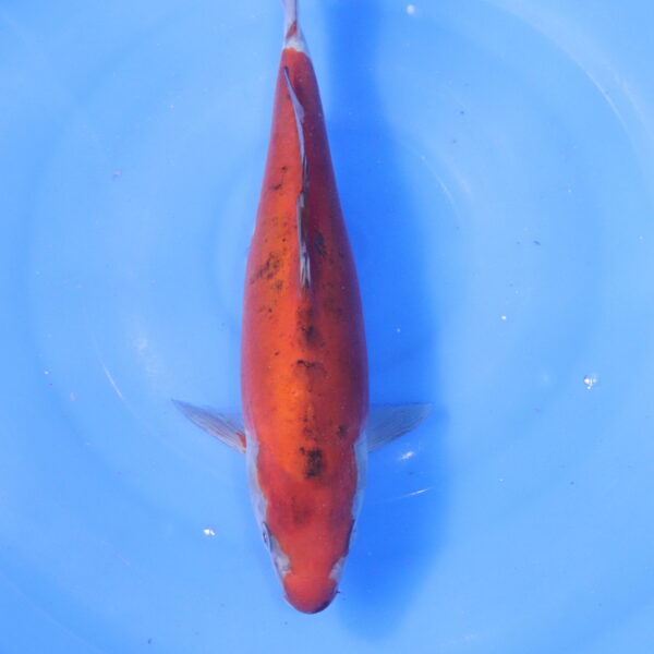 Carpe koi Ochiba – Ochiba Doitsu 30cm (5174)