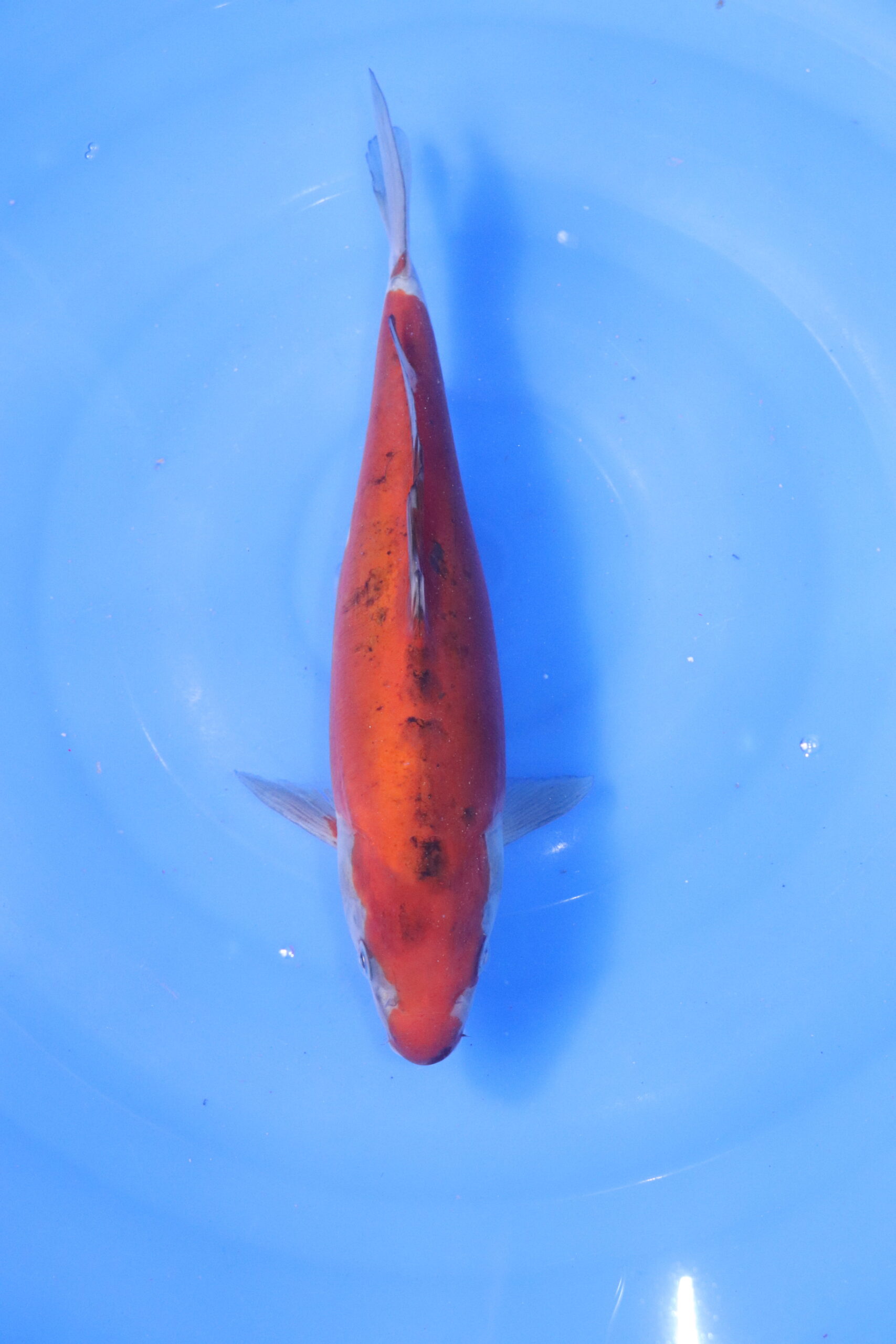 carpe koi japonaise ochiba doitsu