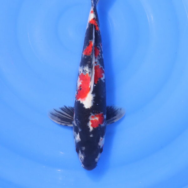 Carpe koi Showa – Showa 39cm (5176)