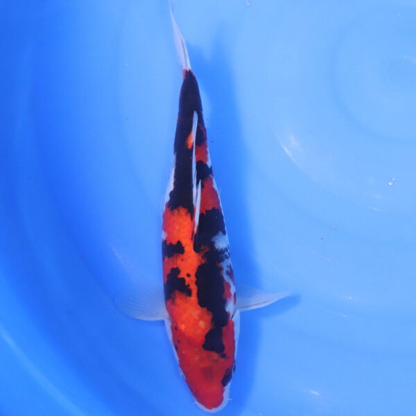 Carpe koi Showa – Showa 29cm (5177)