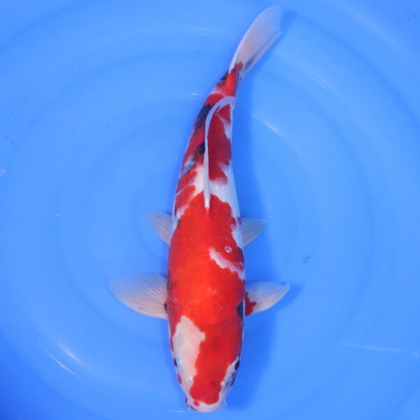 Carpe koi Showa – Hi Showa 55cm (5178)