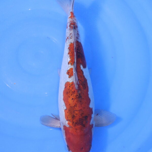 Carpe koi Ochiba – Ochiba Doitsu 46cm (5181)
