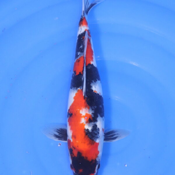 Carpe koi Showa – Showa 42cm (5182)