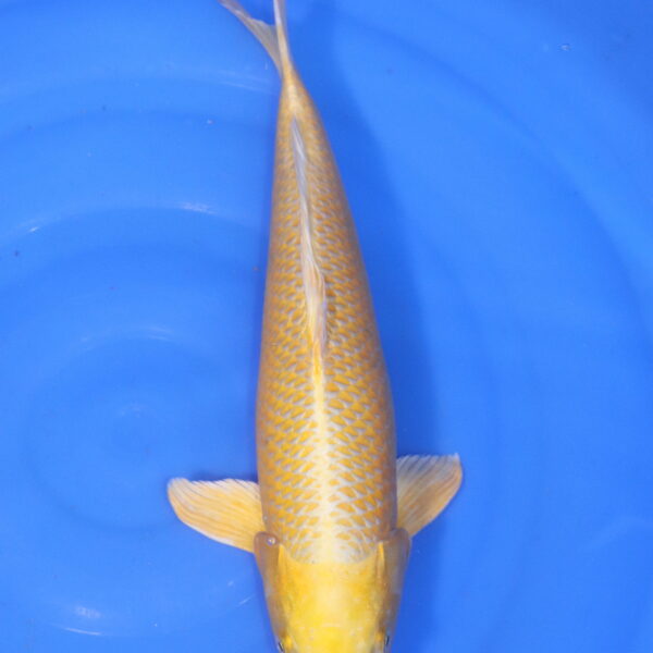 Carpe koi Yamabuki Ogon – Yamabuki Ogon 46cm (5184)