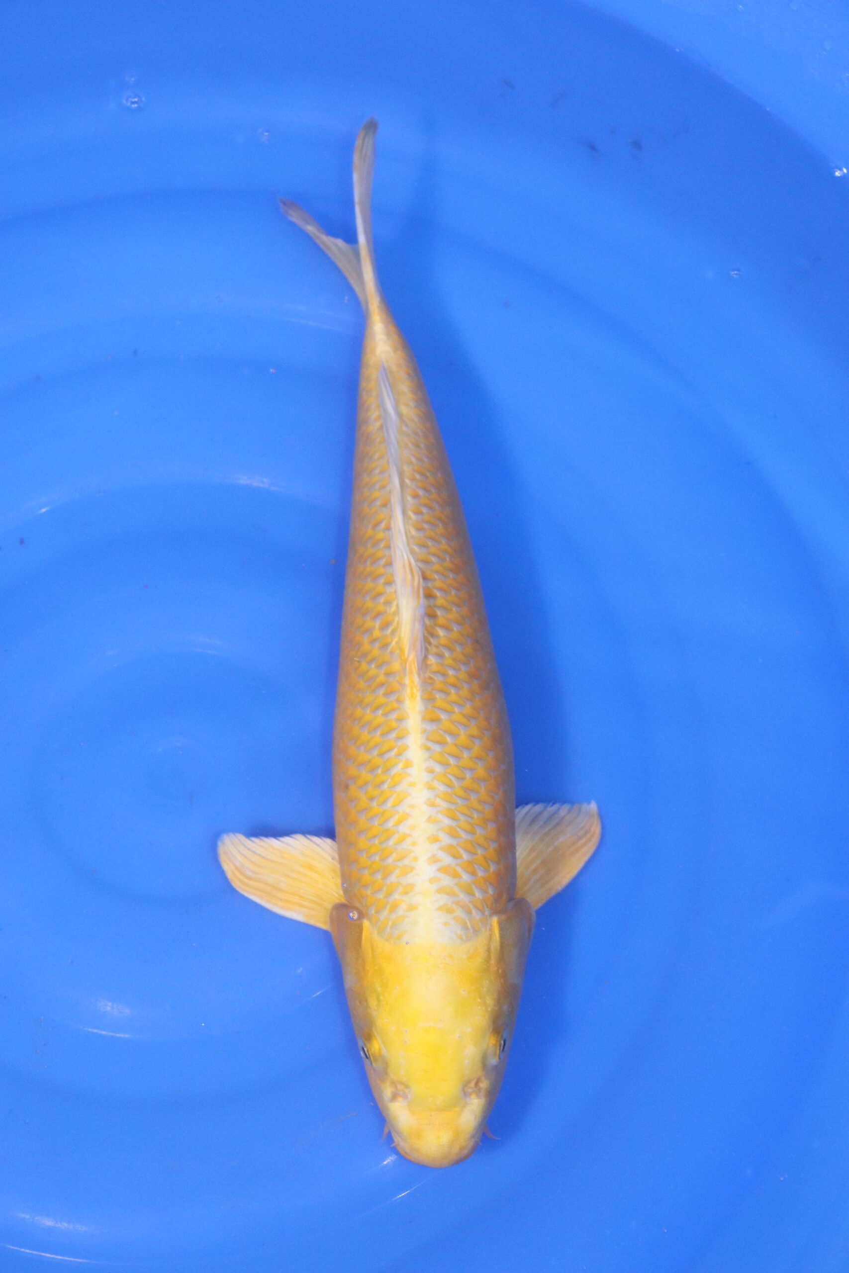 Carpe koi japonaise yamabuki ogon (5184)