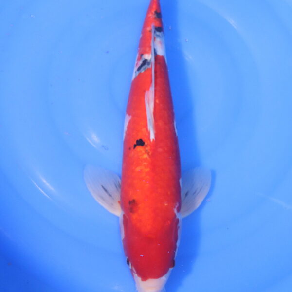 Carpe koi Sanke – Sanke 48cm (5186)