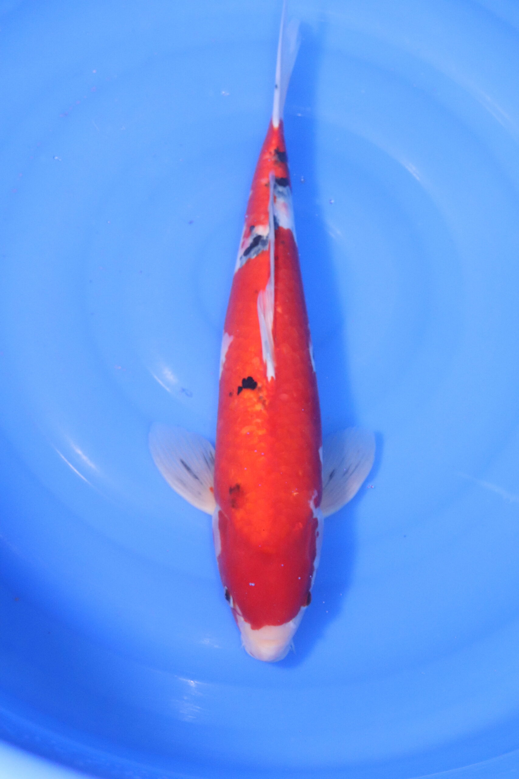 Carpe koi japonaise sanke (5186)