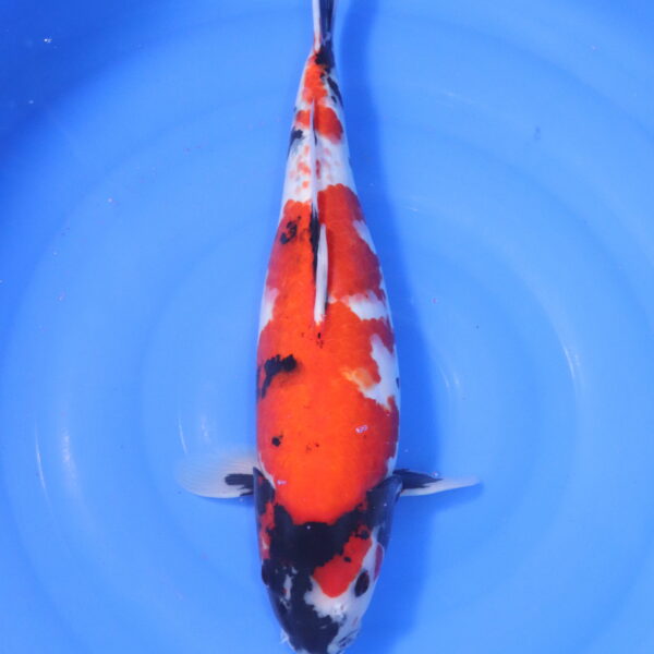 Carpe koi Showa – Hi Showa 47cm (5188)