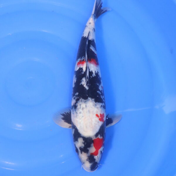 Carpe koi Showa – Showa 43cm (5193)