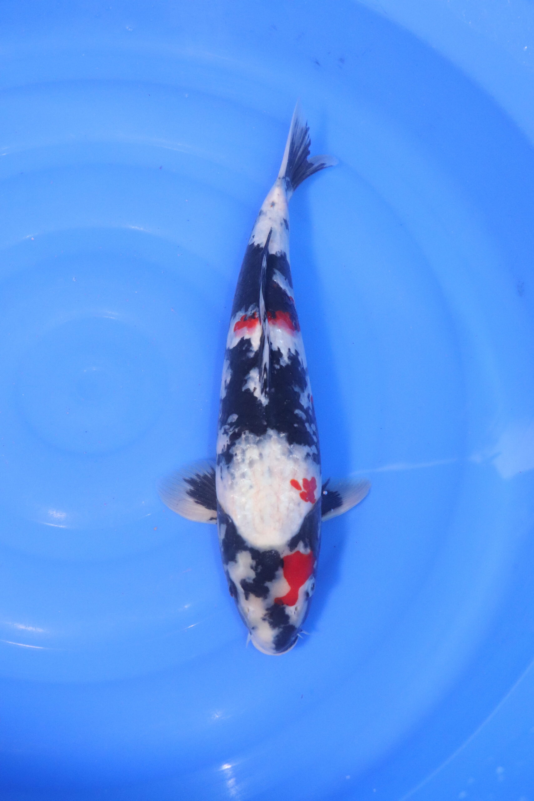 Carpe koi japonaise showa (5193)