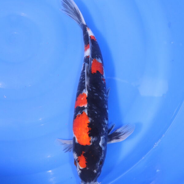 Carpe koi Showa – Showa 41cm (5195)