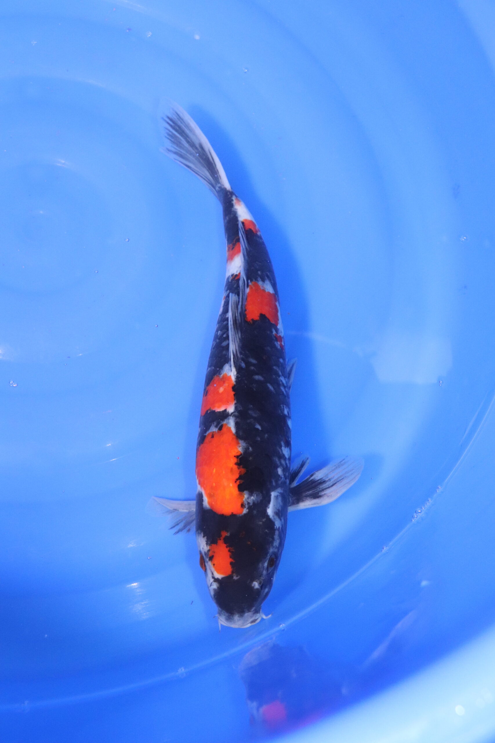 Carpe koi japonaise showa (5195)