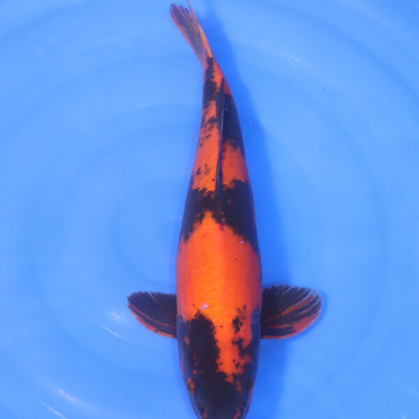 Carpe koi Hi Utsuri – Hi Utsuri 45cm (5204)