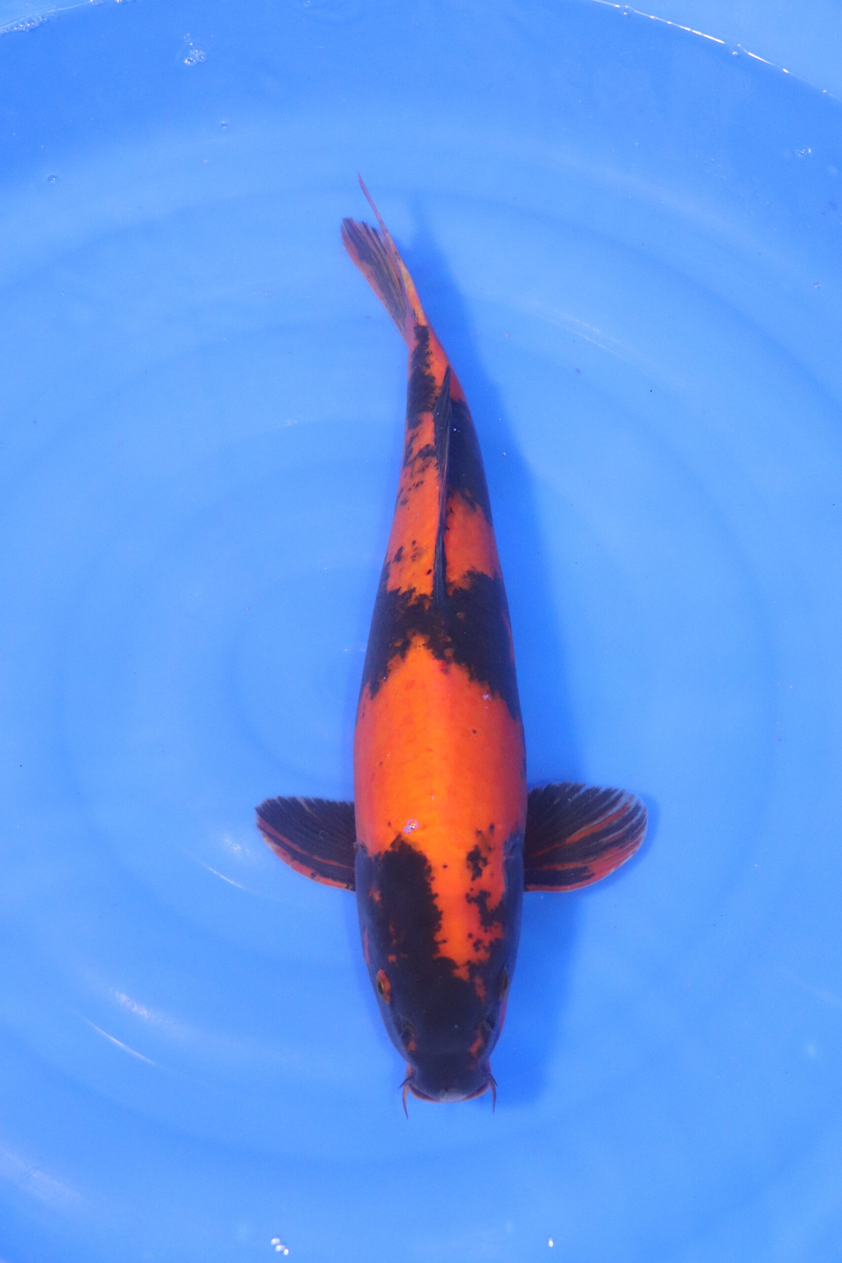 Carpe koi japonaise Hi Utsuri (5204)
