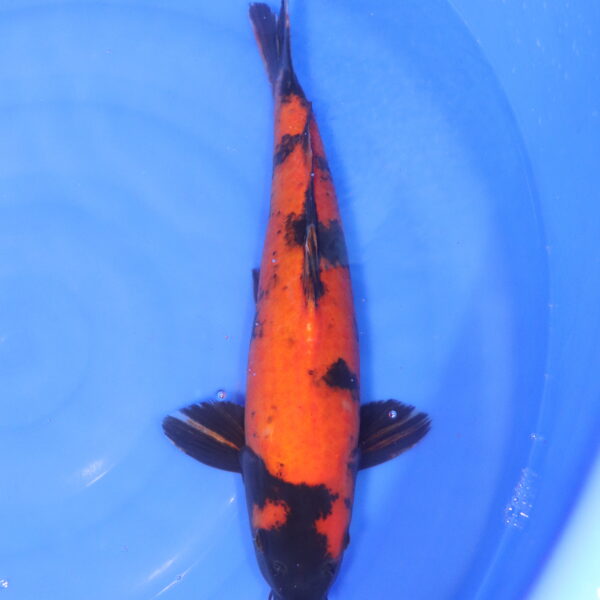 Carpe koi Hi Utsuri – Hi Utsuri 45cm (5207)