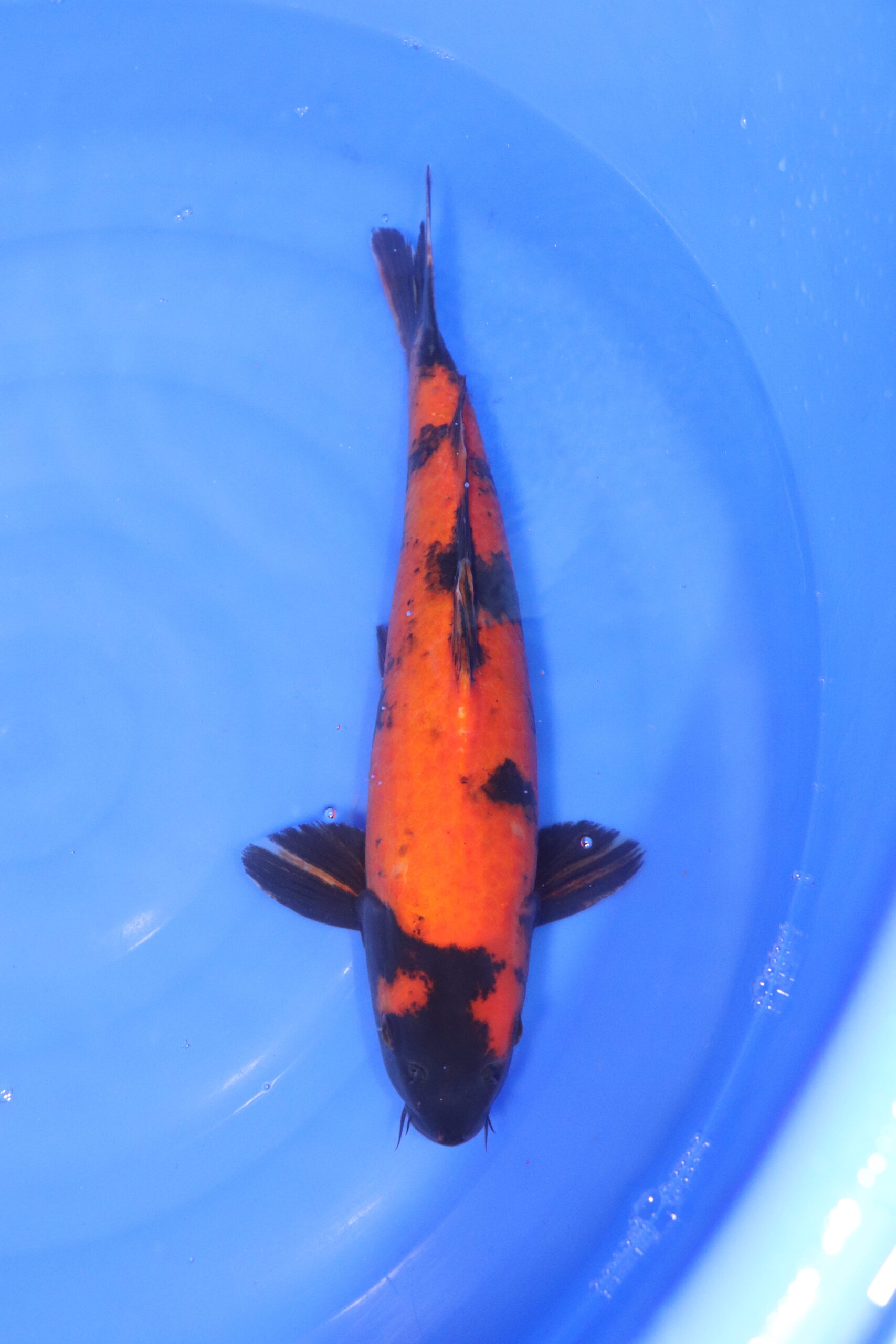 Carpe koi japonaise Hi Utsuri (5207)