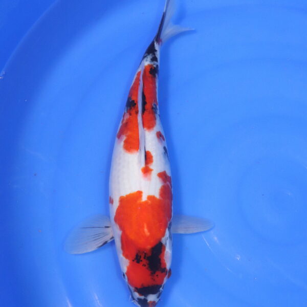 Carpe koi Showa – Hi Showa 40cm (5211)