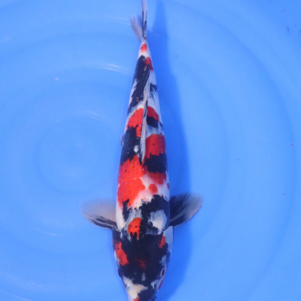 Carpe koi Showa – Showa 43cm (5214)