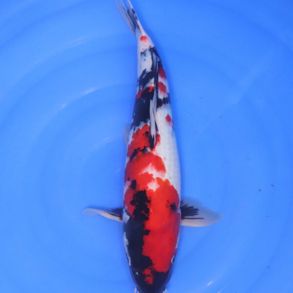Carpe koi Showa – Showa 44cm (5215)
