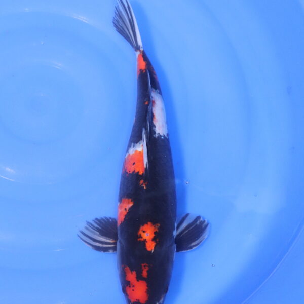 Carpe koi Showa – Showa 42cm (5219)