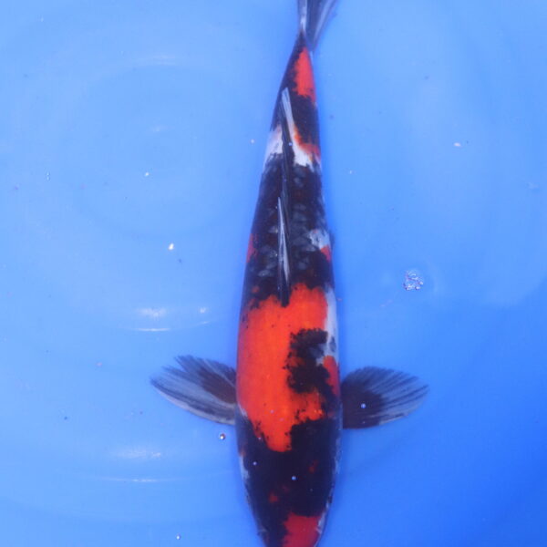 Carpe koi Showa – Showa 37cm (5221)