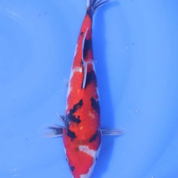 Carpe koi Showa – Hi Showa 30cm (5225)