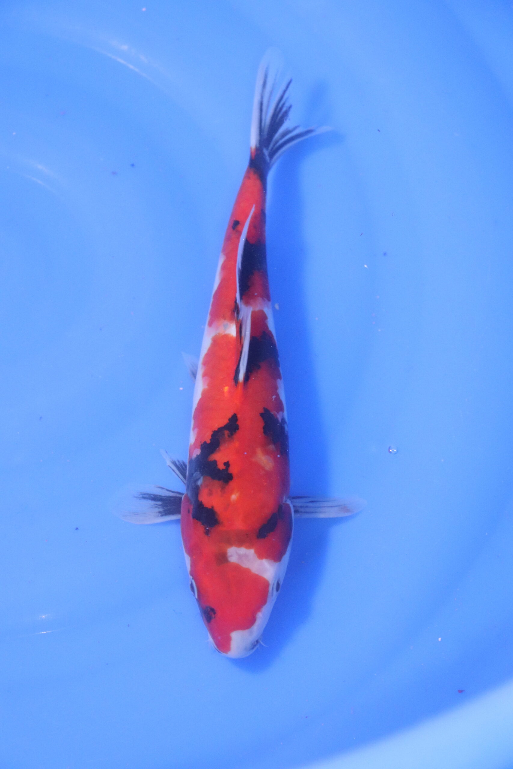 Carpe koi japonaise showa (5225)