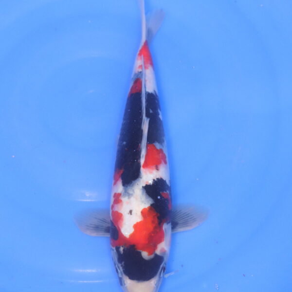 Carpe koi Showa – Showa 35cm (5226)