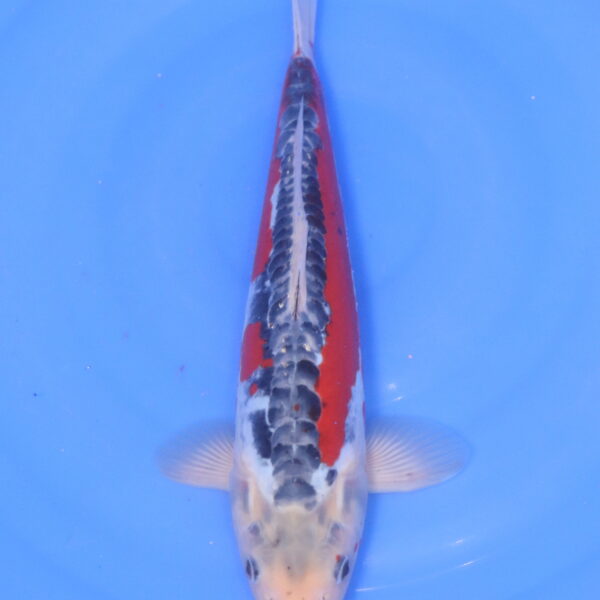 Carpe koi Shusui – Shusui 35cm (5230)