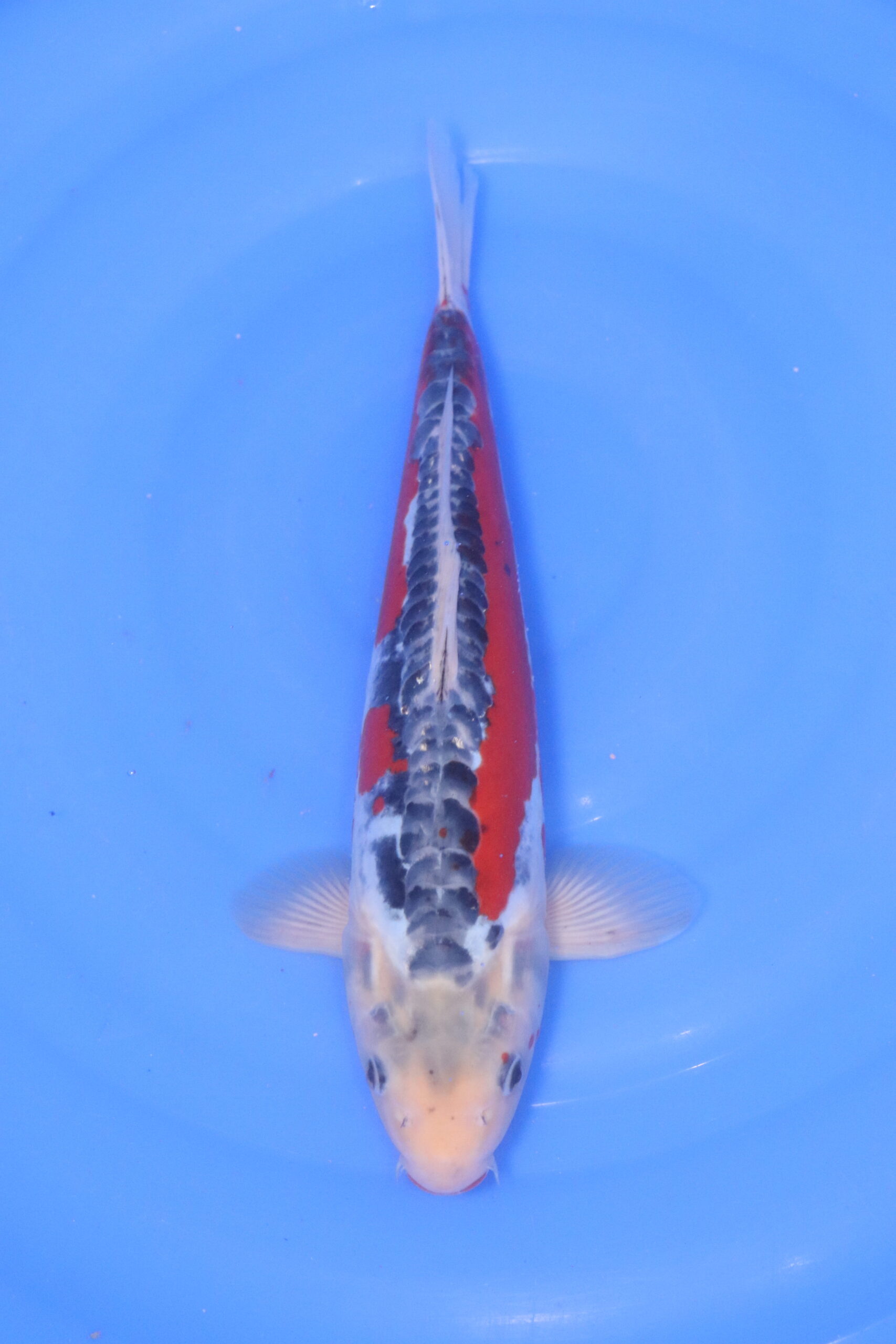carpe koi japonaise shusui (5230)