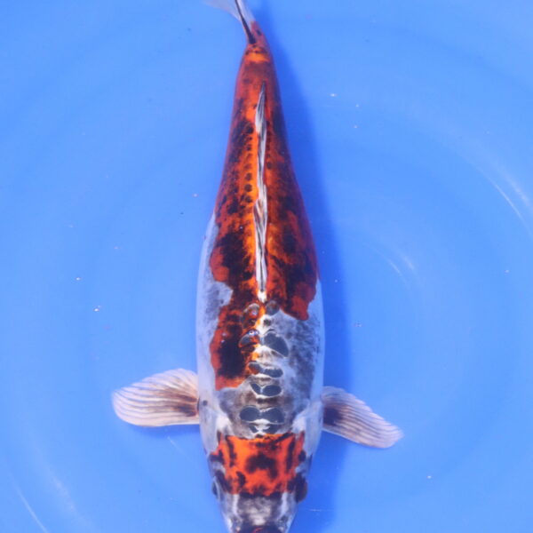 Carpe koi Beni Kikokuryu – Beni kikokuryu 39cm (5232)