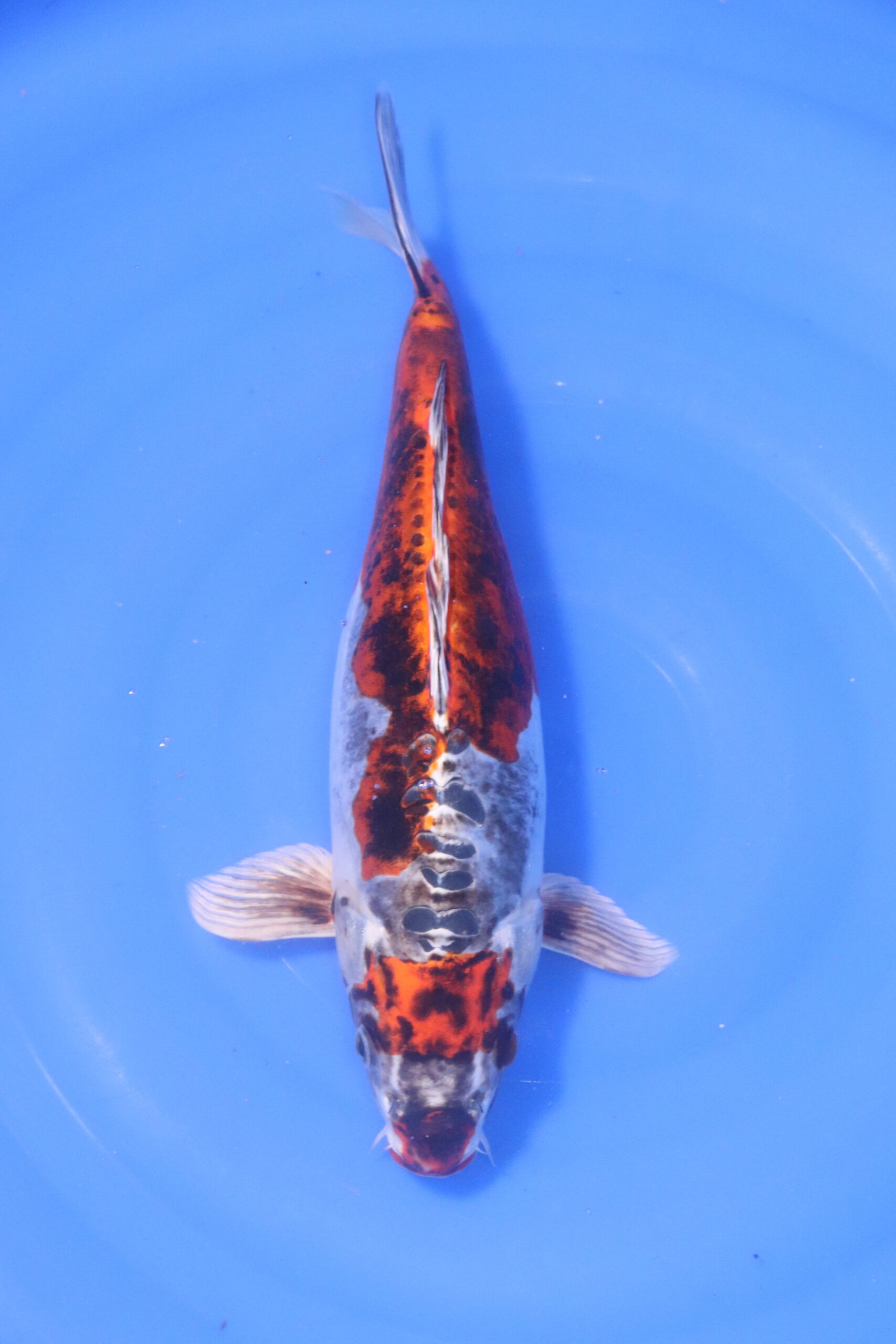 Carpe koi japonaise beni kikokuryu (5232)