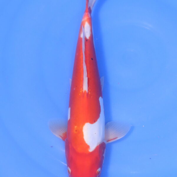 Carpe koi Kohaku – Kohaku Doitsu 35cm (5233)