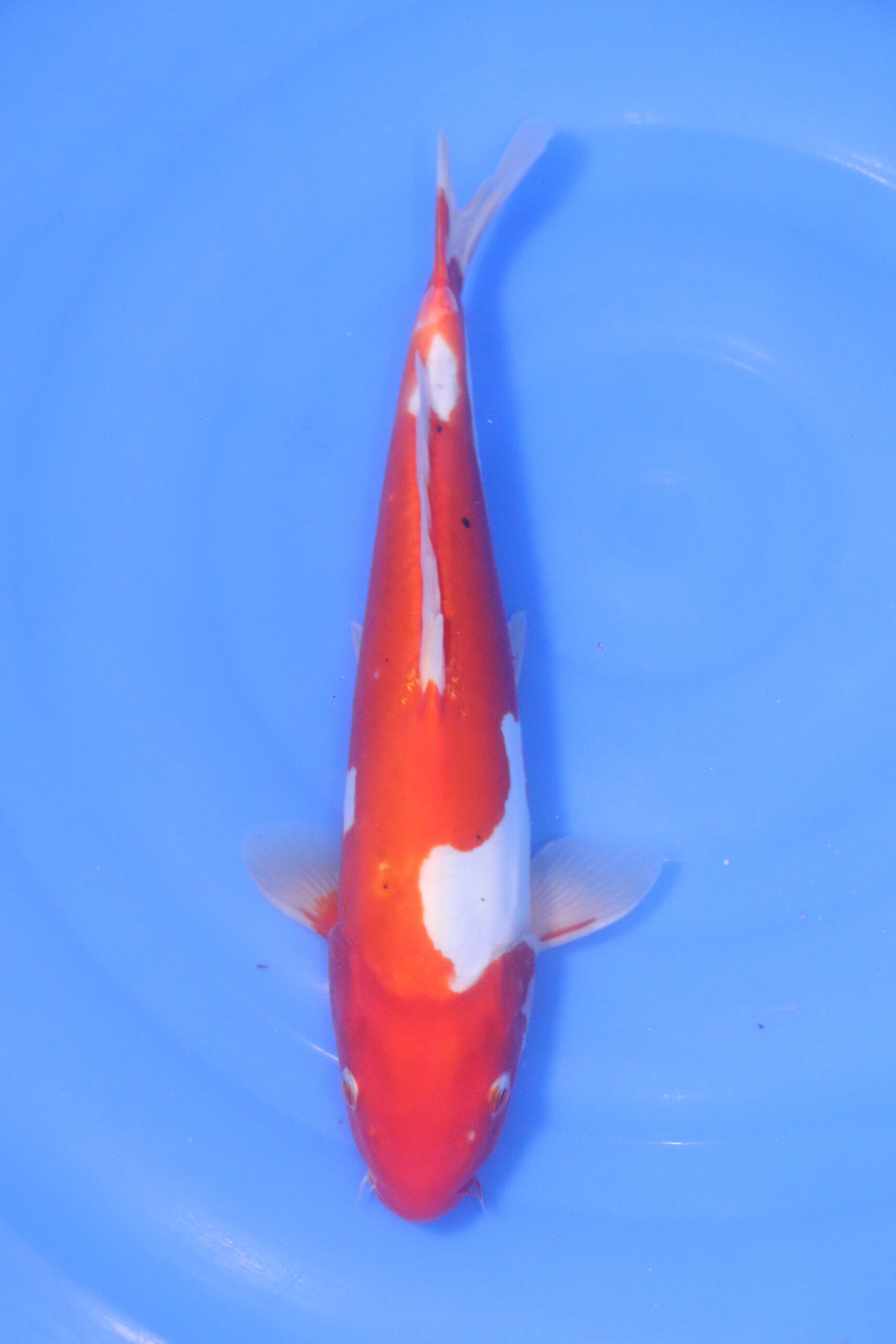 Carpe koi japonaise kohaku doitsu (5233)